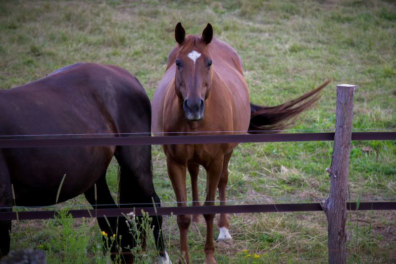 Horse Fence Replacement